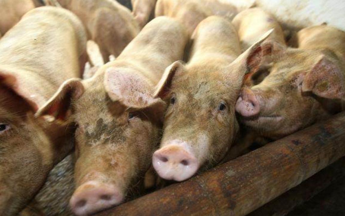 育肥猪死后肚子胀是什么病,育肥猪呼吸困难突然死亡怎么治疗