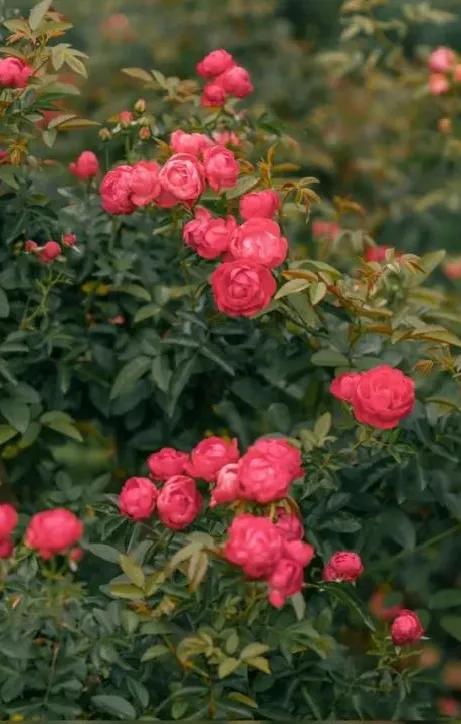 深圳十大免费花海公园,深圳红花山公园粉黛花海
