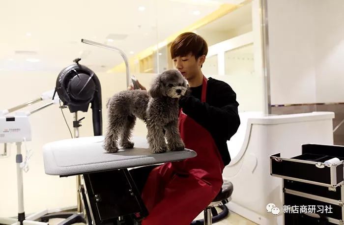 猫奴为什么越来越好,猫奴为什么越来越多