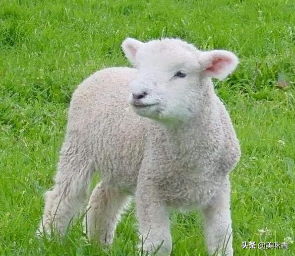 羔羊瘫痪了站不起来怎么回事,羔羊瘫软无力站不起来怎么治