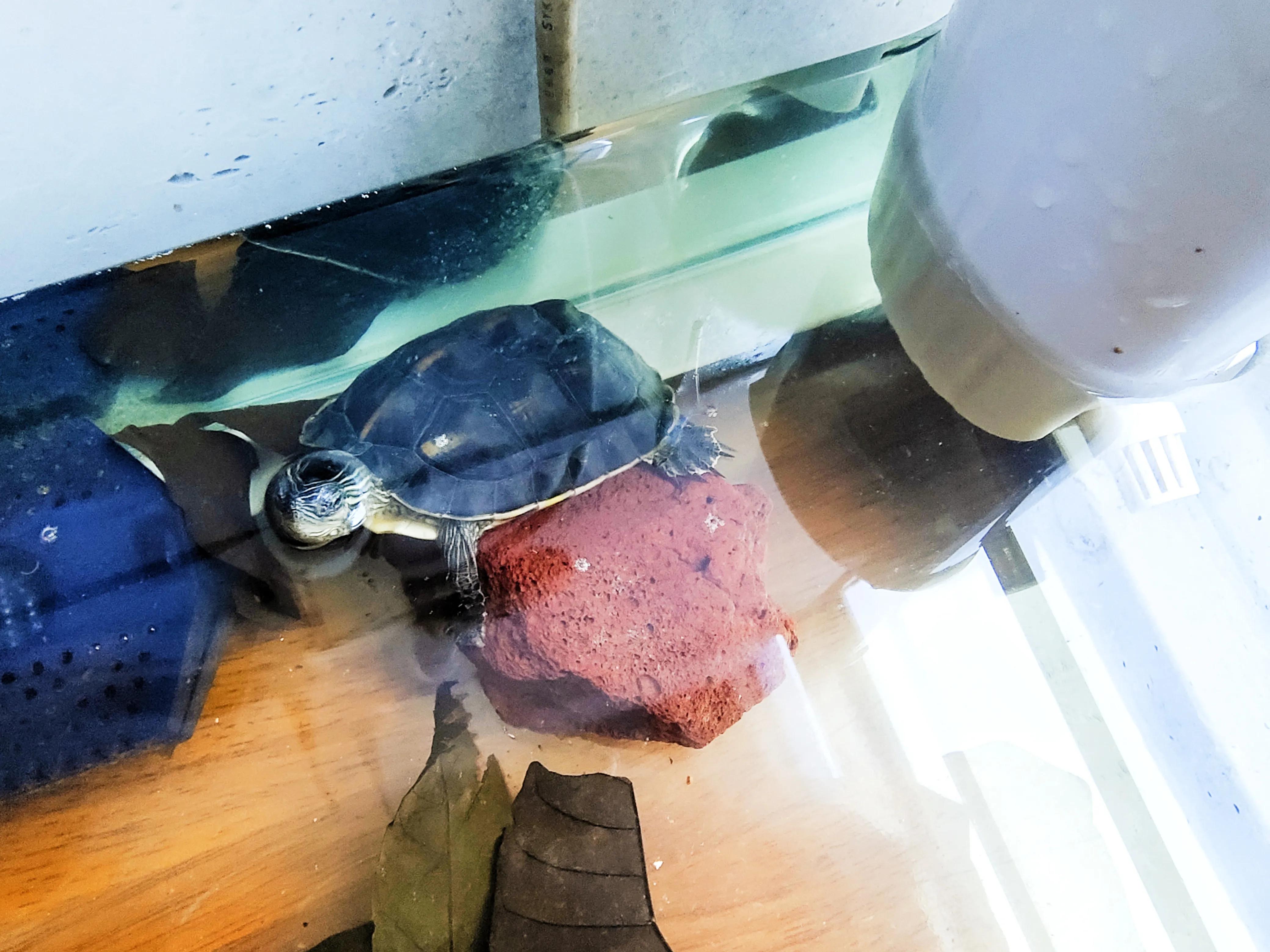 新龟到家注意事项,新龟到家该做什么