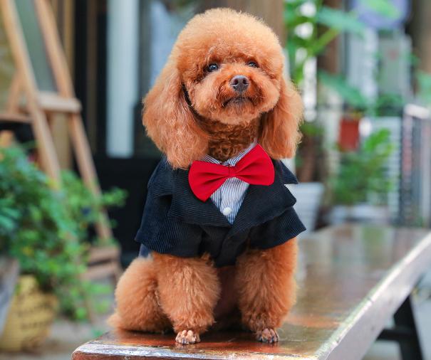 泰迪发情需要注意什么,泰迪发情有什么缓解办法