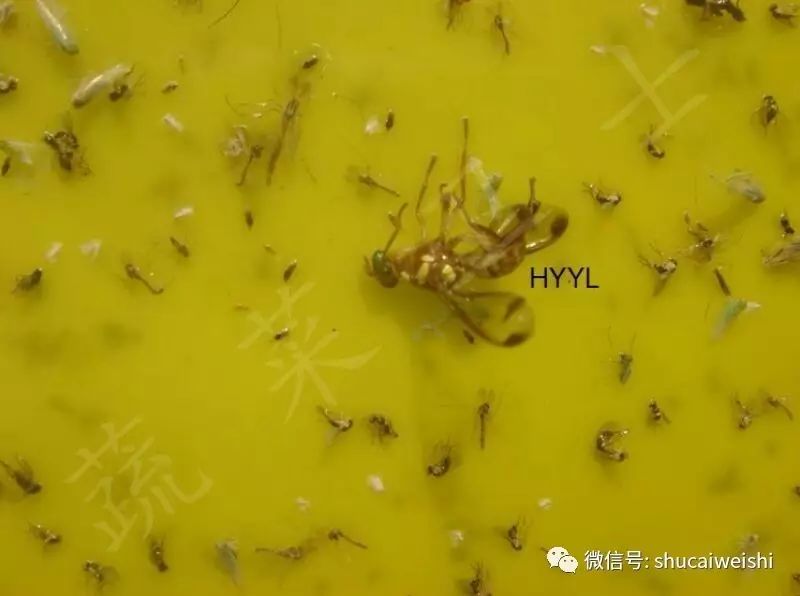 瓜实蝇防治视频,如何有效防治瓜实蝇