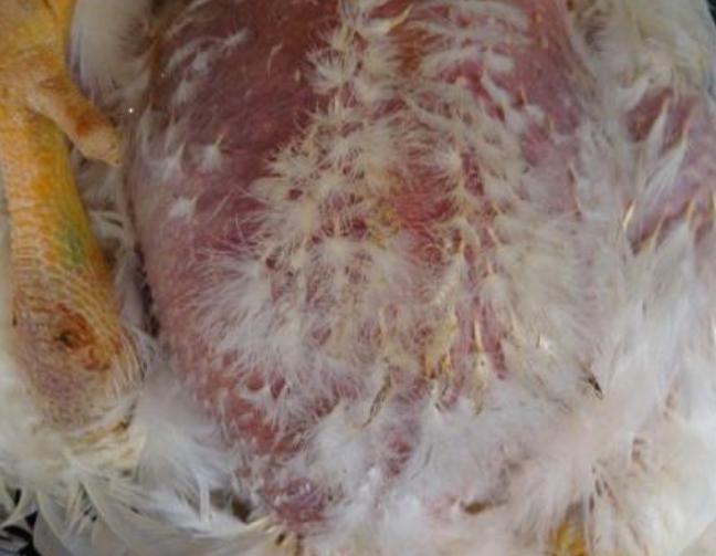 肉鸡腹水综合征,肉鸡腹水症特效药