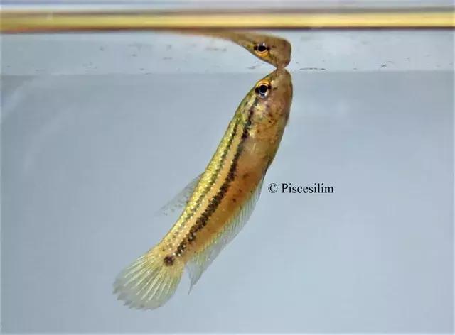 原生资讯｜和平与战争的使者-英贝利斯斗鱼