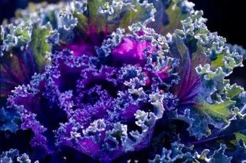 叶牡丹羽衣甘蓝,多头叶牡丹羽衣甘蓝