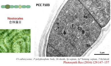 蓝藻到底有多可怕,蓝藻是怎么进化来的
