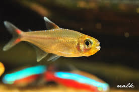 草缸灯鱼专用灯,草缸专用灯防太阳