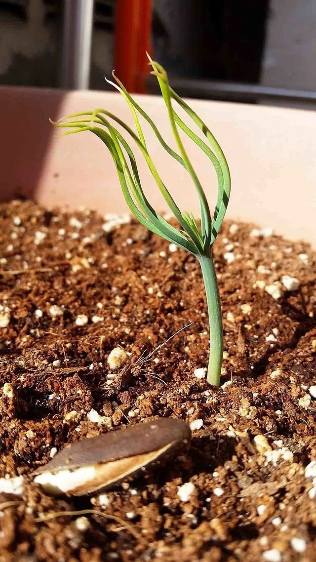 45吨松子阿富汗卖了多少,巴西松子与阿富汗松子的区别