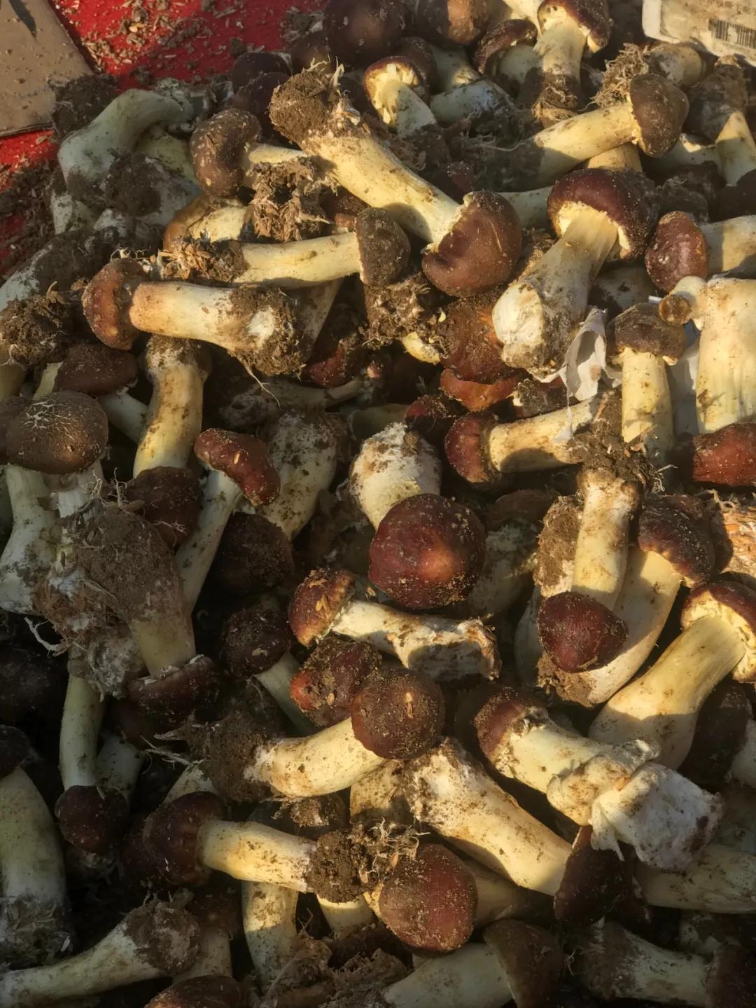 周边最便宜的大集在哪里,10元一两的大集