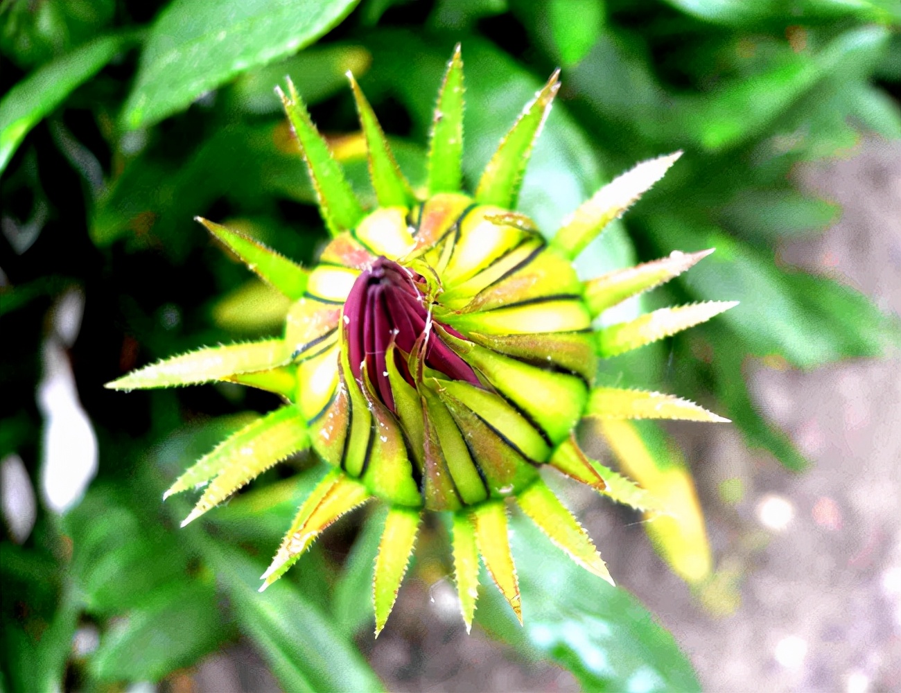 仙人球开花后保持时间长的方法,如何让仙人球开花更多一点
