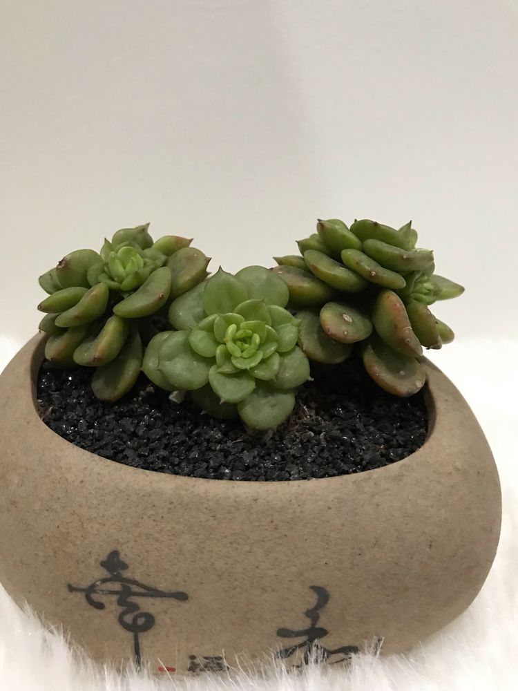 多肉名字怎么记,多肉的品种图片及名字寓意