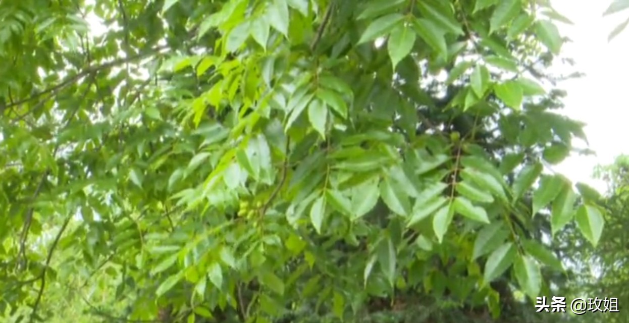 楠木枣图片,山枣啥值钱