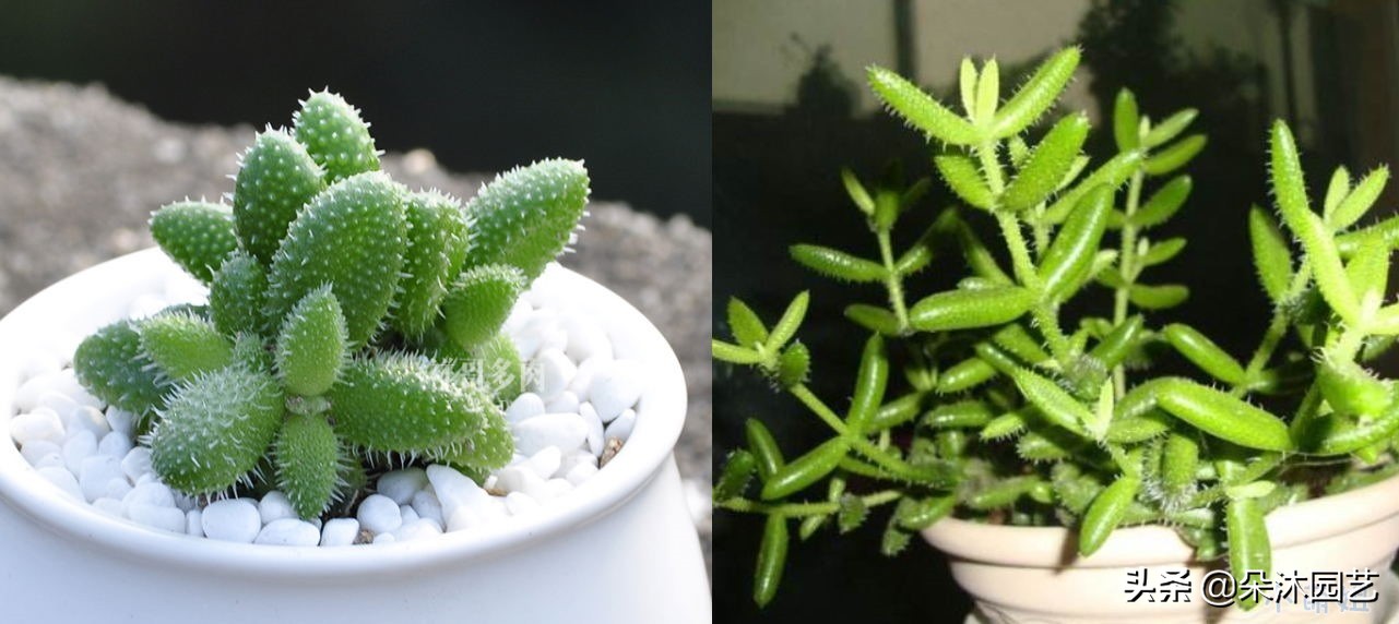 春天多肉徒长,春天多肉这样养爆盆不要太简单