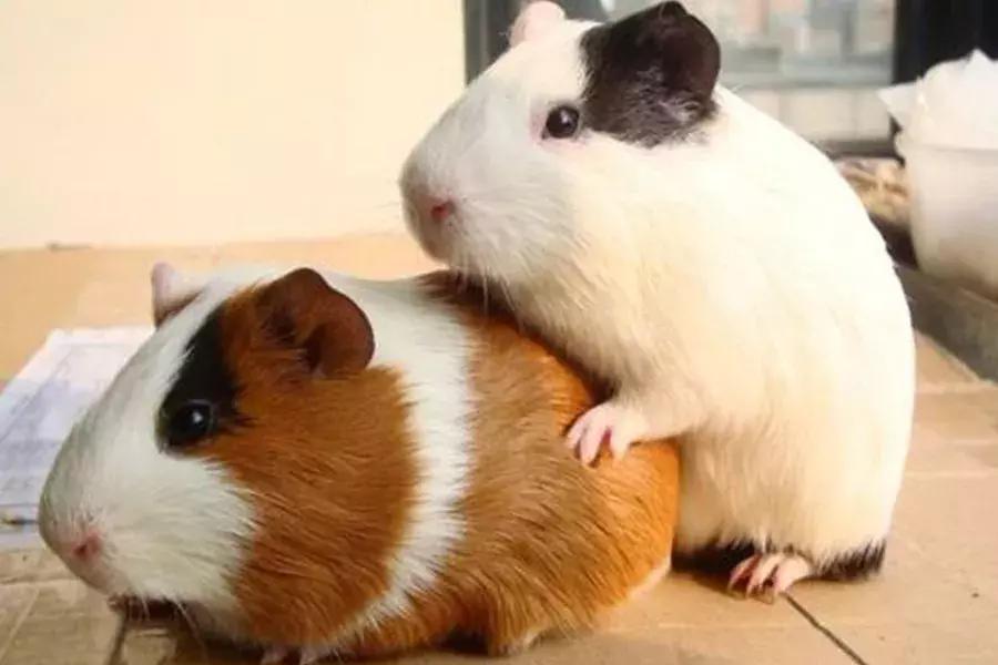 你了解豚鼠吗,豚鼠最大的缺点是什么