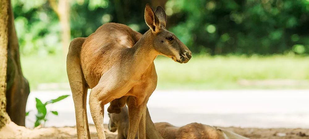 长隆野生动物世界营业时间,广州长隆野生动物园要玩多久