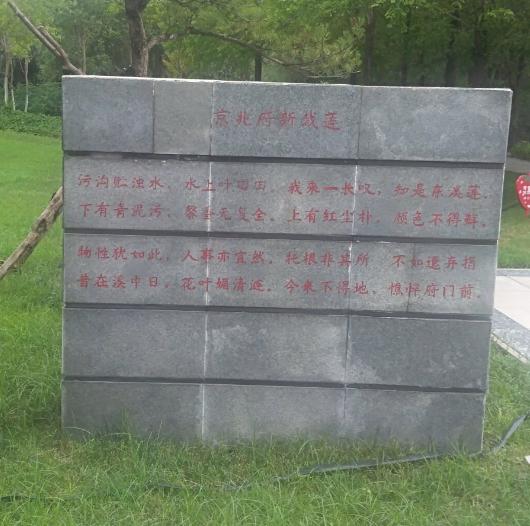 映日荷花别样红湖中美景,莲叶无穷碧映日荷花别样红美景