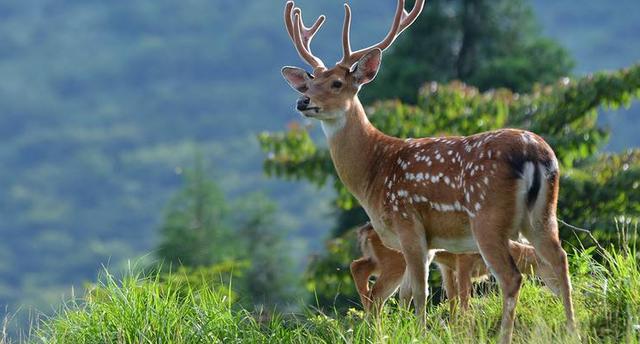 经济动物怎么饲养,饲养哪些动物可以赚钱