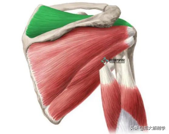 冈上肌肌腱断裂能抬肩吗,抬肩困难