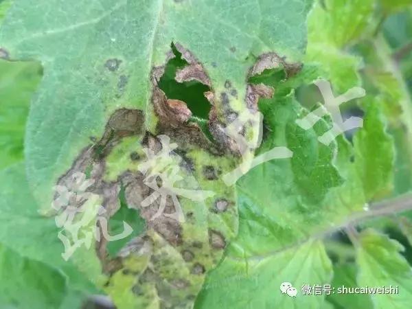番茄灰叶斑病的图片,番茄灰叶斑病用春雷霉素治吗