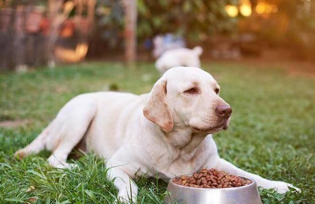 狗狗得胰腺炎不爱喝水怎么办,狗狗没精神一喝水就吐是什么问题