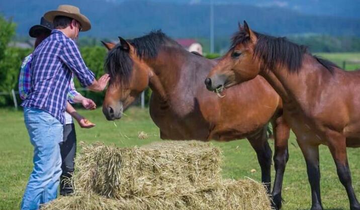 马肉和骡子肉为啥没人吃,为什么都吃牛肉不吃马肉