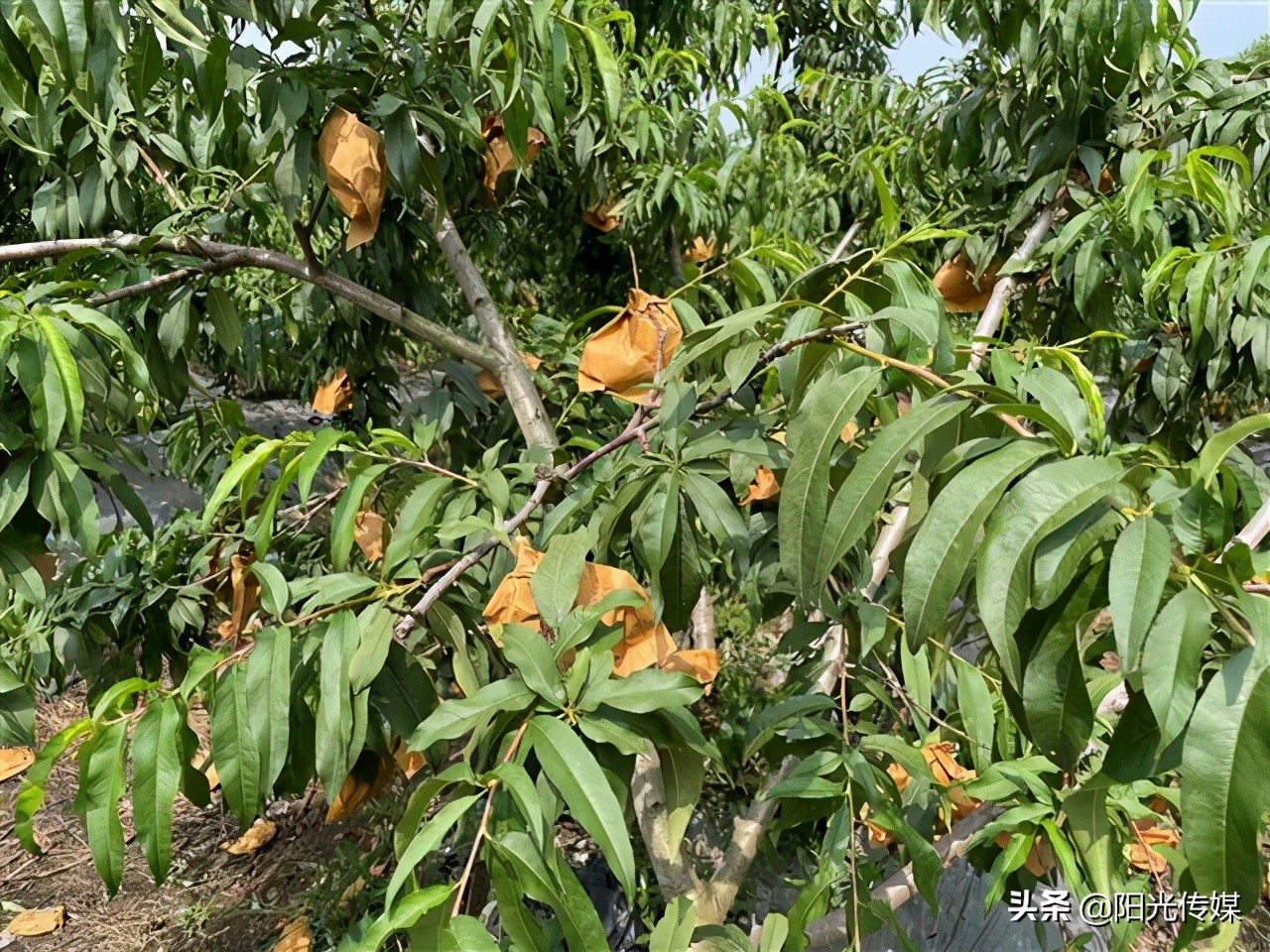 福利来啦！德阳喜欢吃桃子的小伙伴看过来