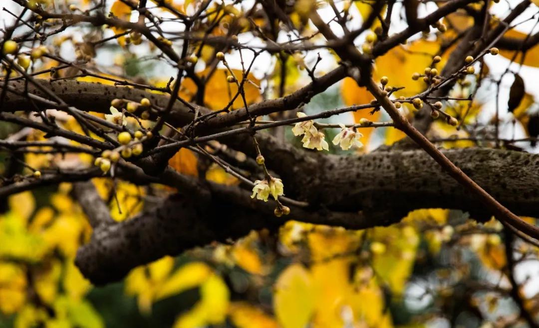 南京腊梅最佳观赏时间,南京赏梅花景点推荐