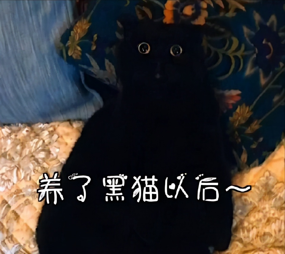 为何不建议养黑猫,黑猫为啥不建议养