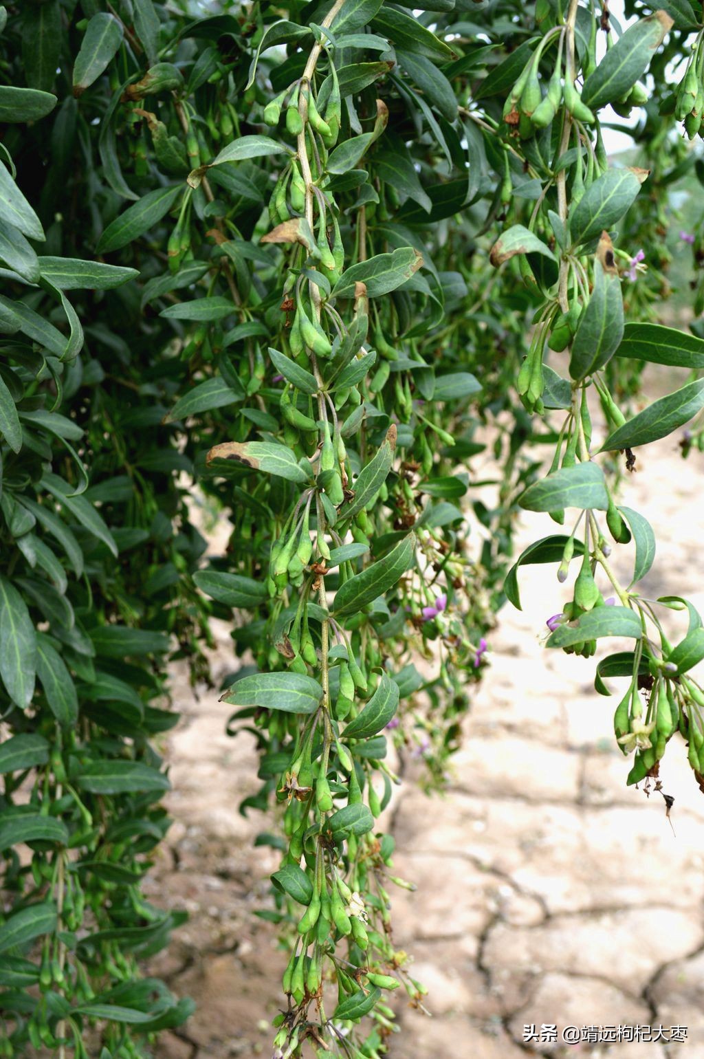 正常枸杞的鉴别方法