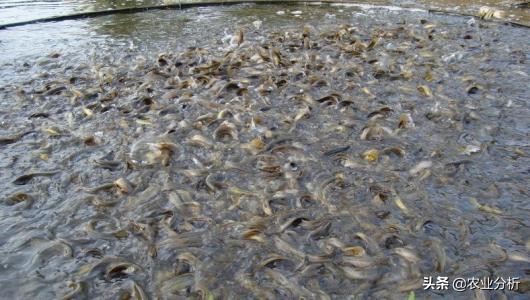 泥鳅池塘高产养殖技术,知道这些受益匪浅,来学习一下