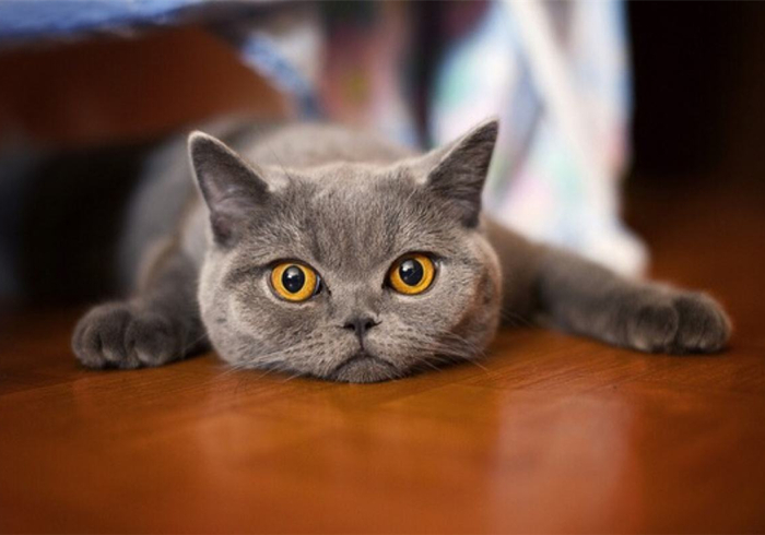 猫咪乱拉乱尿是报复主人吗,猫咪报复性乱尿的症状