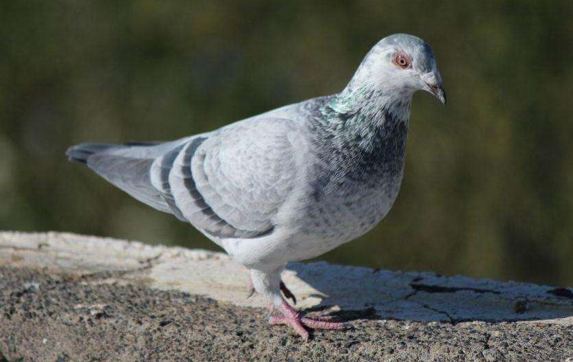 秋季地方赛下窝幼鸽如何挑选,比赛鸽子新手怎样喂养