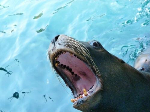 大连老虎滩帆船出海一日游,老虎滩金石滩棒棰岛