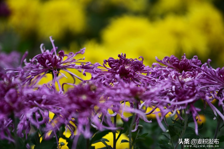 马跑泉公园有菊花展吗,庆祝菊花