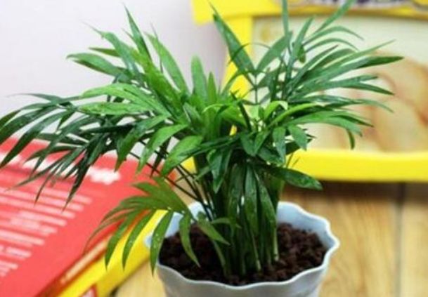 盆栽椰子叶子发黄怎么办,幸福椰子叶片发黄