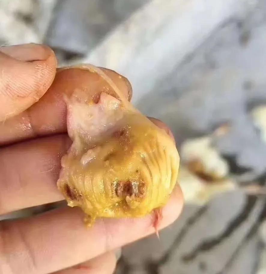 肉鸡腺肌胃炎反复发作怎么治,肉鸡腺肌胃炎引起的症状及原因