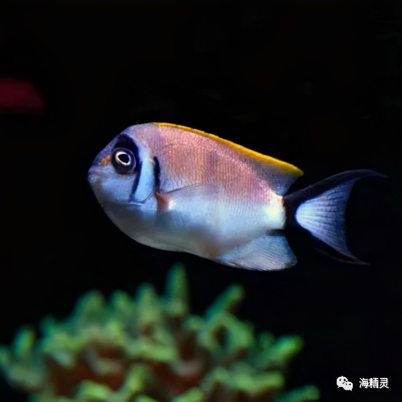 真正的亚洲美人—蒙面燕尾神仙鱼