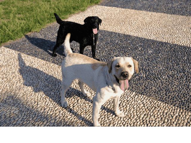 狗狗尾巴动作代表的含义,狗狗的尾巴动作代表的含义