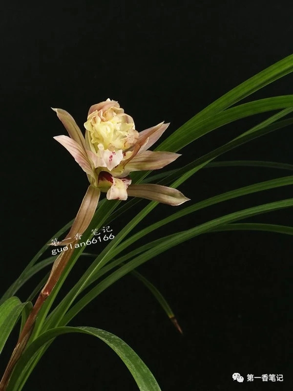 春兰哪个品种叶子好看花也好看,春兰品种名称及开花图片欣赏