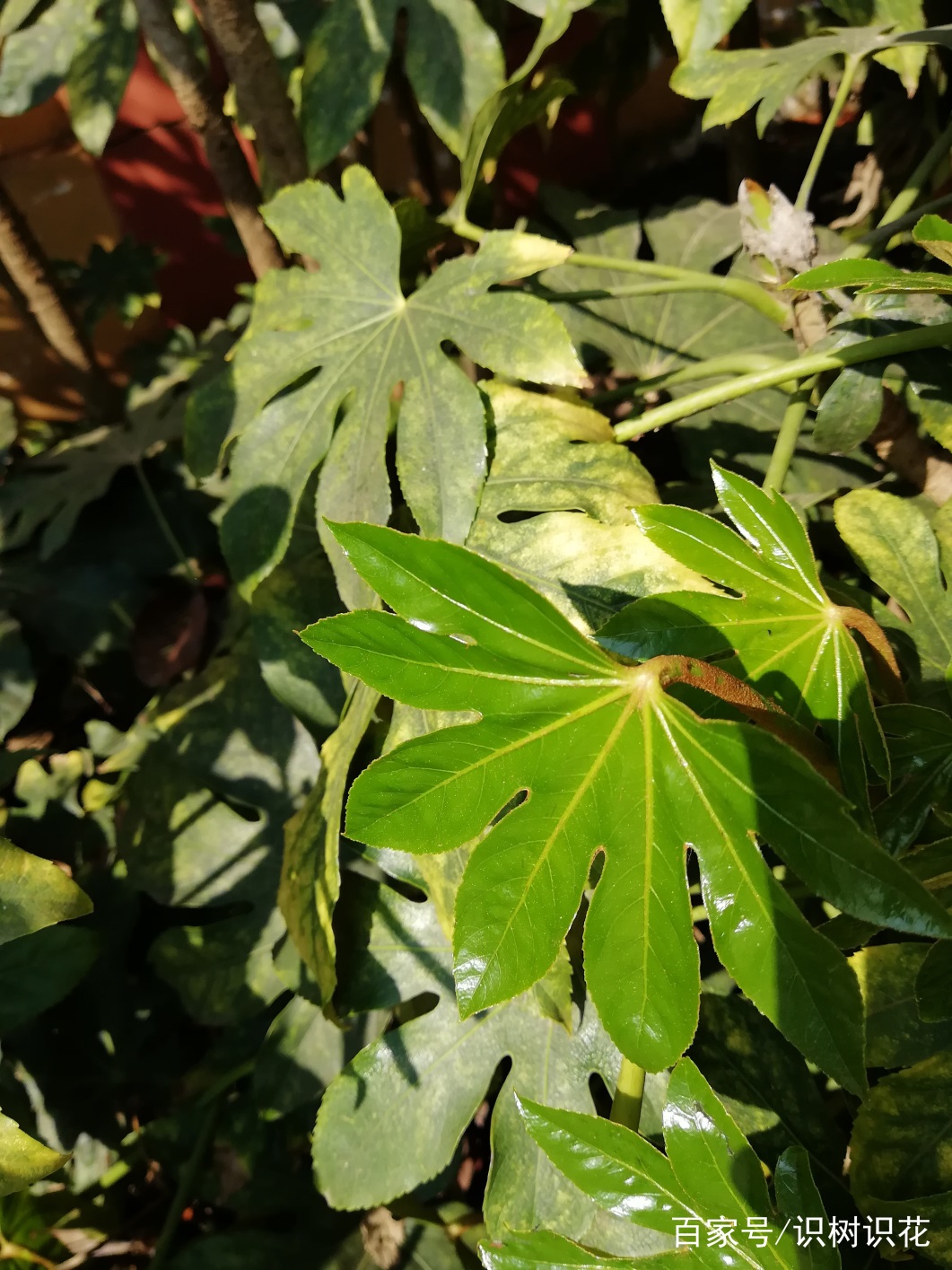 哪些名字很形象的常见植物,你知道几种(一)