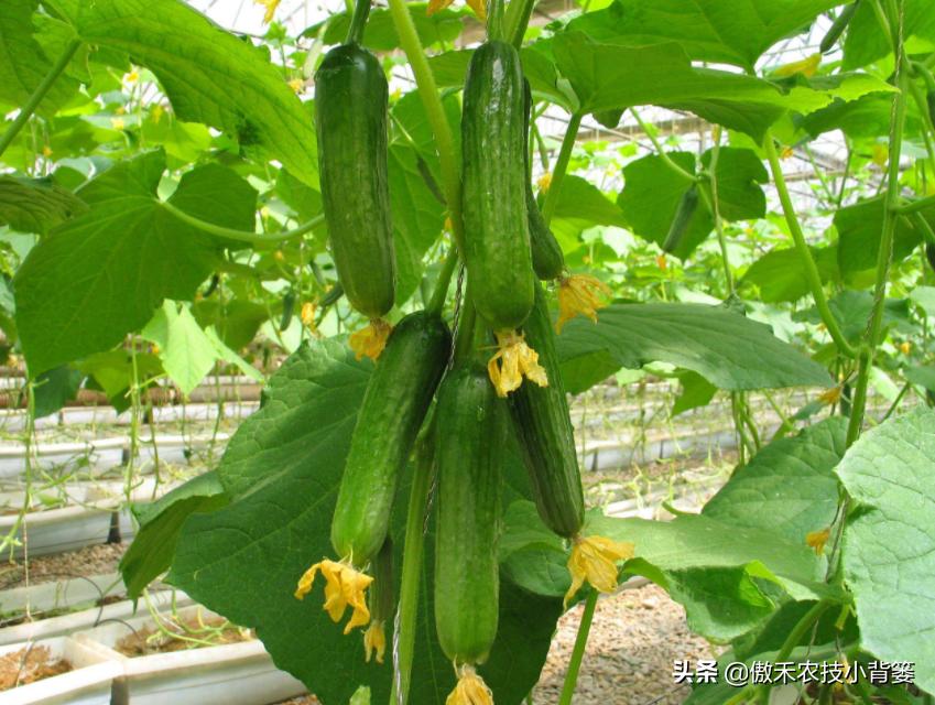 黄瓜出现弯瓜该怎么处理视频,使黄瓜弯瓜变直的方法