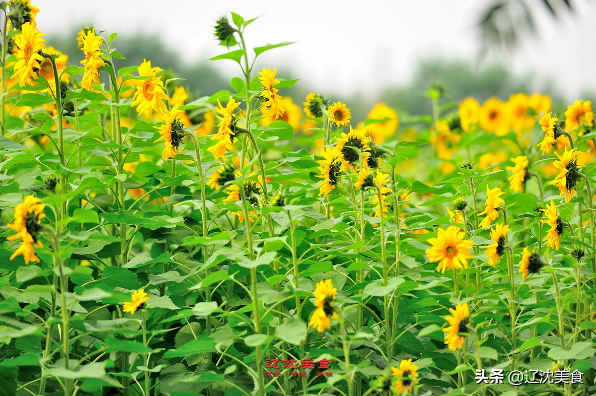 夏季沈阳游攻略必玩的景点,十一期间去沈阳玩一天攻略