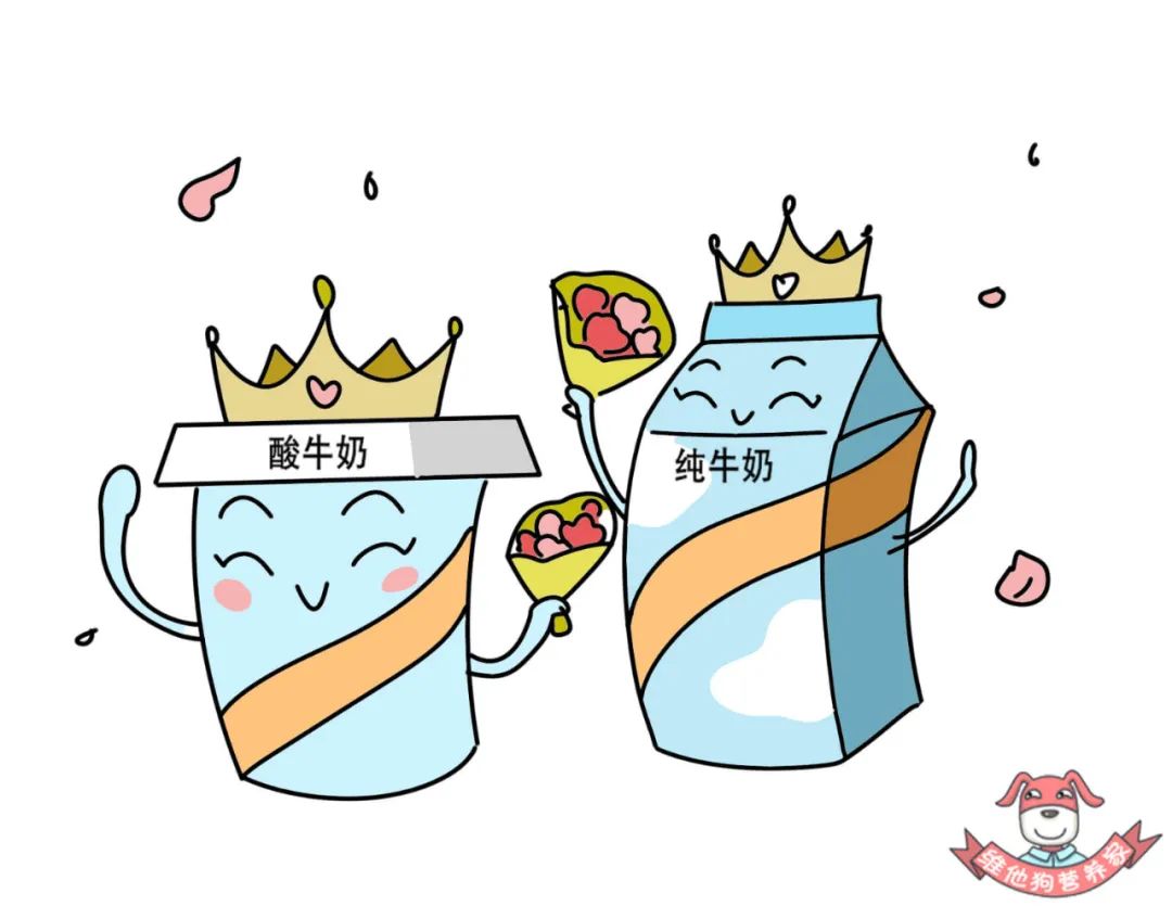 纯牛奶和酸奶哪个补钙效果最好,纯牛奶和酸奶哪个营养最好