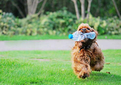 贵宾犬为什么不建议养,贵宾犬养大型好还是小型好