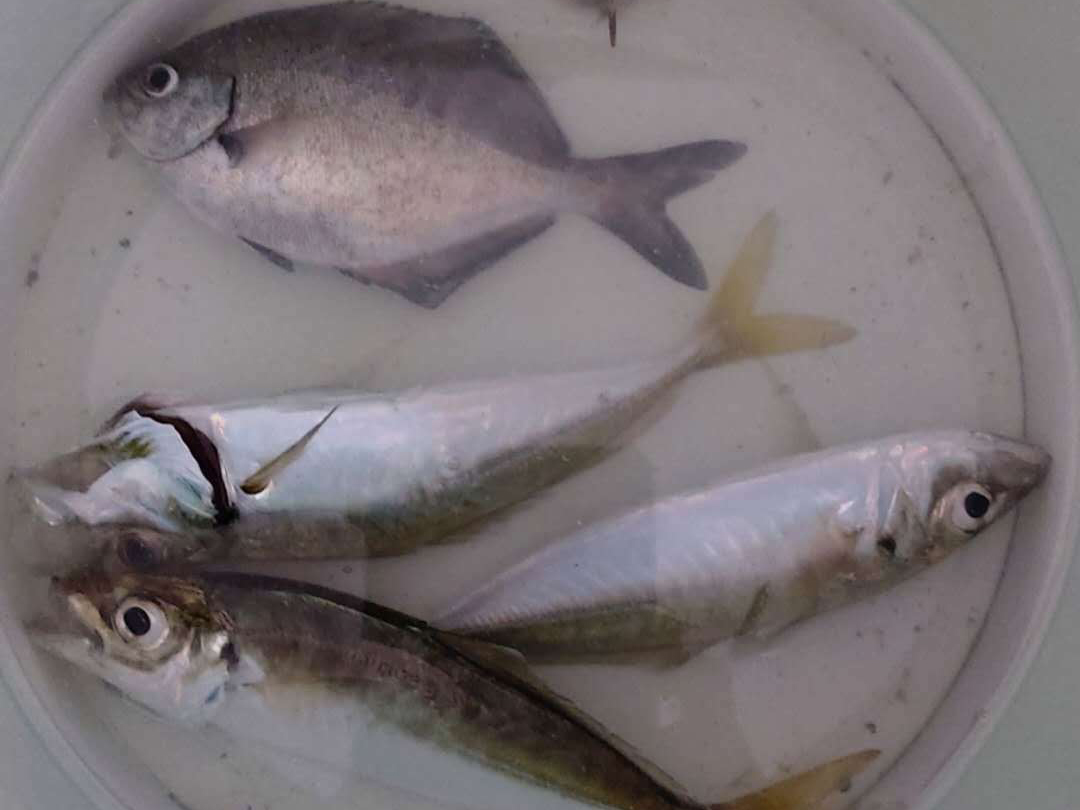 洛杉矶搬到新西兰2年，说说哪里更适合中国人