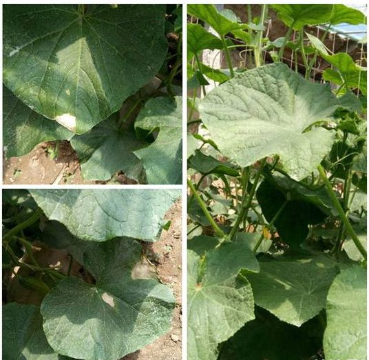 蔬菜细菌病害有哪些药,植物真菌细菌病害用什么药