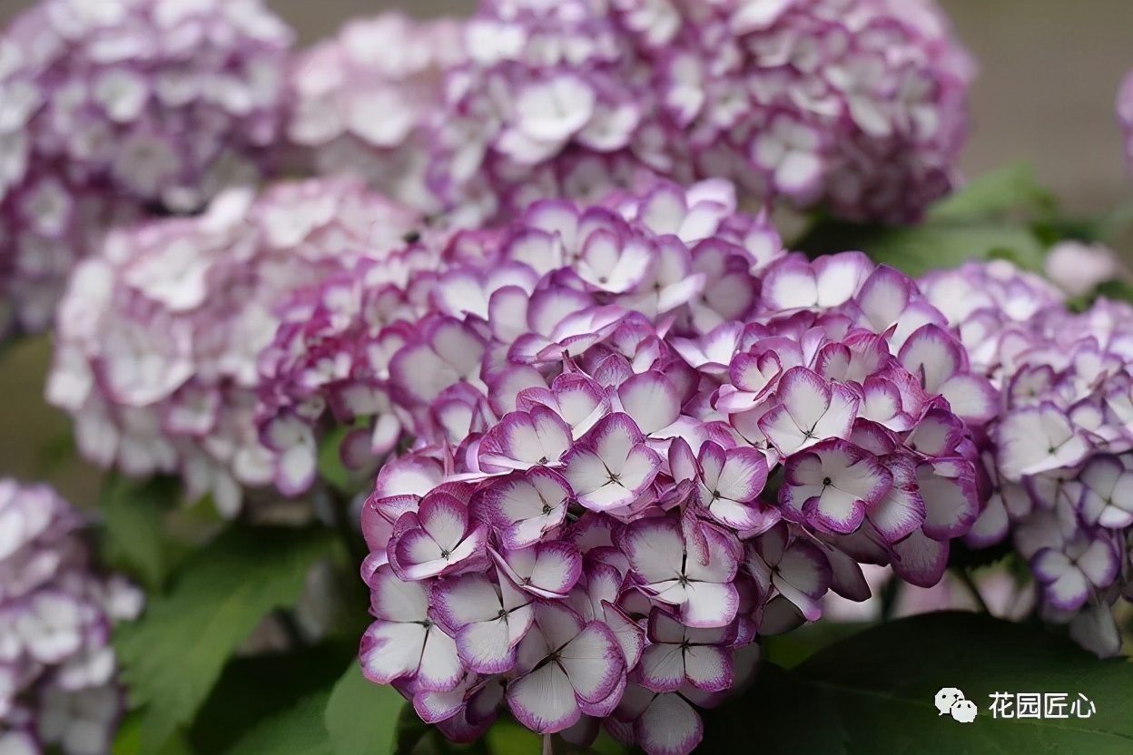 最漂亮的十种绣球,最省心的绣球