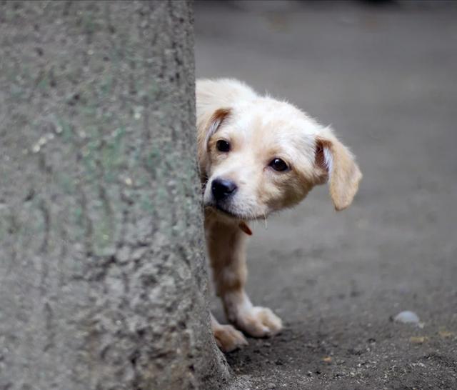 玻璃珠流浪狗,小流浪狗