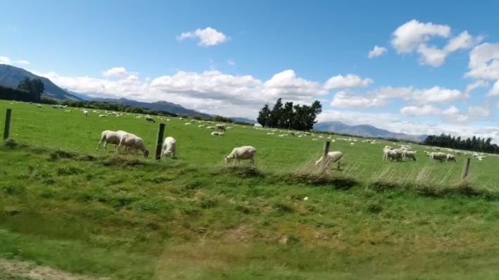 有钱不一定卖给你!新西兰人如此守规则到极致你服不服?